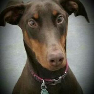 Meet your Posher, Steve